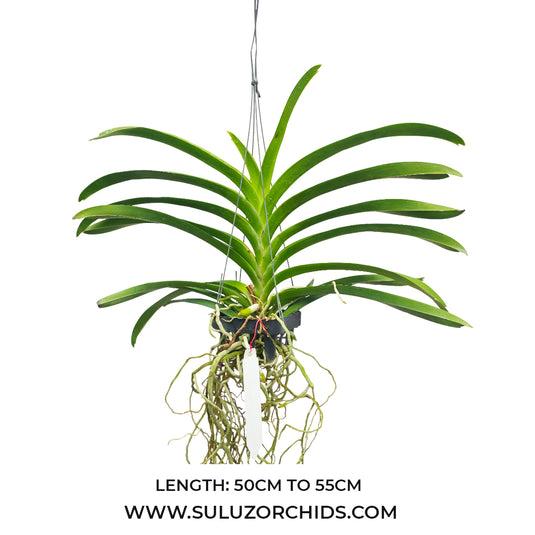 Vanda Orchid Syizack Sunshine Mature - Ready To Flower