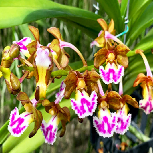 Vanda Orchid Aerides Flabellata (Hybrids) Mature - Ready To Flower
