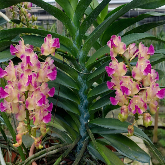 Vanda Orchid pink and yellow flower with soft purple tones and clustered blooms