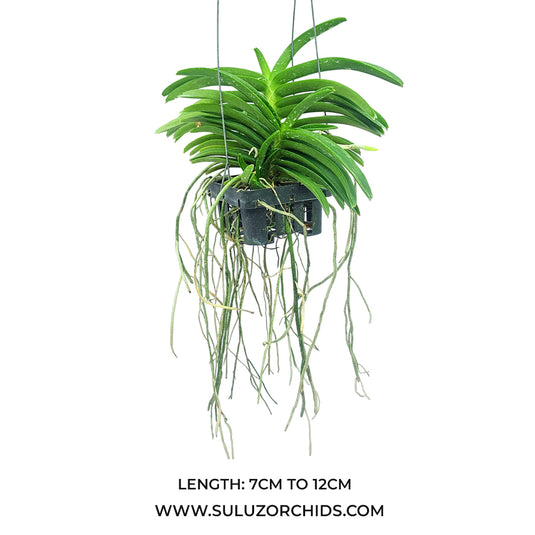 Vanda Orchid Asctm Miniatum Mature