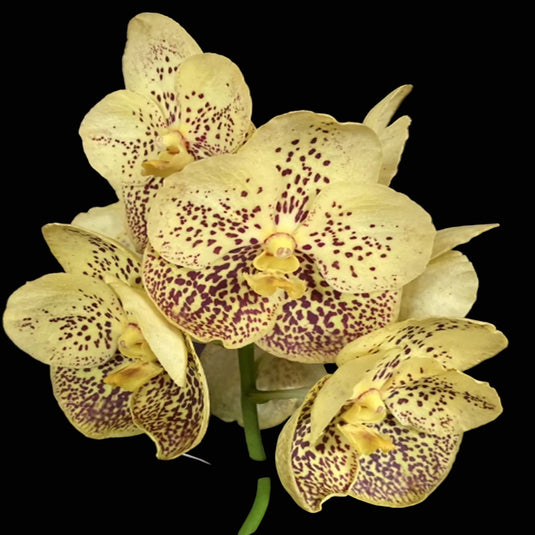 Vanda Orchid Boonyarit Spot #25 Mature - Ready To Flower