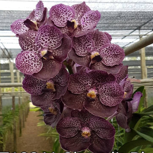 Vanda Orchid Chavalit Black Mature - Ready To Flower