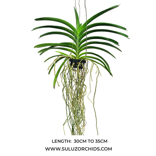 Vanda Orchid Chavalit Black Mature - Ready To Flower