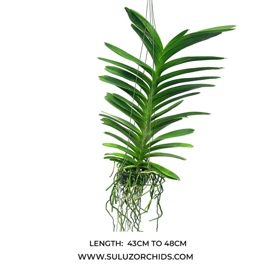 Vanda Orchid Coerulea x Pakchong Newland mature plant with healthy roots and green foliage ready to flower
