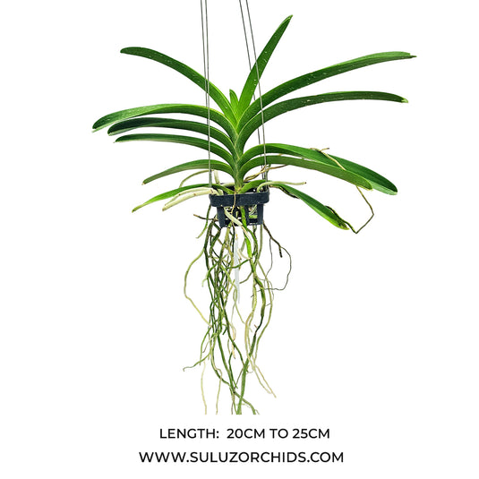 Vanda Orchid Dino Dream Mature - Ready To Flower