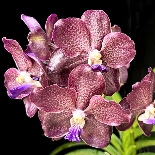 Vanda Orchid Docter Anek x Mimi Palmer Mature - Ready To Flower