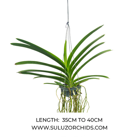 Vanda Orchid Docter Anek x Mimi Palmer Mature - Ready To Flower