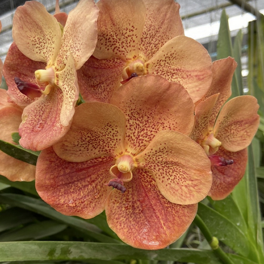 Vanda Orchid (Fuchs Harvest Moon x Dhong Chai Pulaswat)# 440 Mature - Ready To Flower