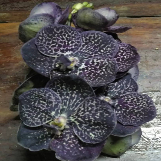 Vanda Orchid (Gordon Dillion x Kulvadee Fragrant) #38 Mature - Ready To Flower
