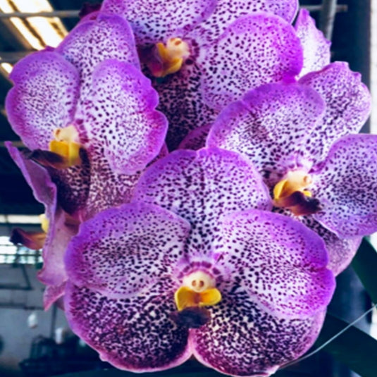 Vanda Orchid V.(Gordon Dillon x Tubtim) x Gordon Dillon Blue Mature - Ready To Flower