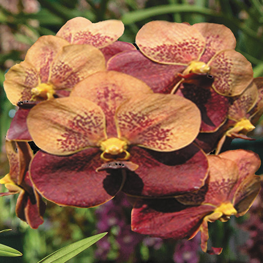 Vanda Orchid Plant - Jiraprapa x Davarak x Butterfly Mature