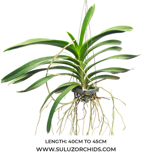 Vanda Orchid Kulvadee Fragrant # 332 Mature - Ready To Flower