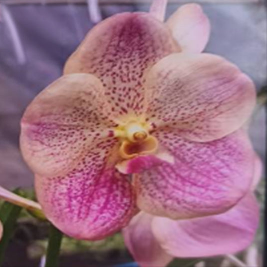 Vanda Orchid (Kulvadee Fragrant x Tubtim) #52 Mature - Ready To Flower