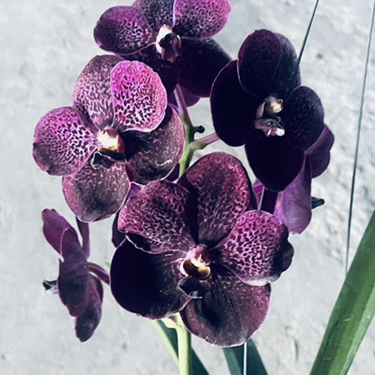 Vanda Orchid (Kulvadee Fragrant x Kasem Delight Blue) # 697 Mature - Ready To Flower