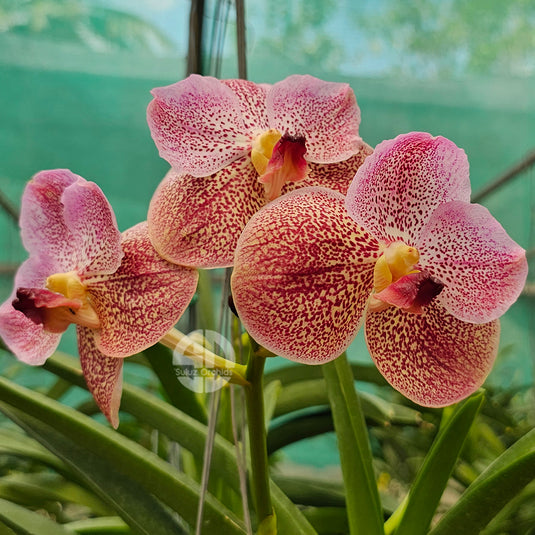 Vanda Orchid pink blue flower with rich tones and fine tessellated pattern