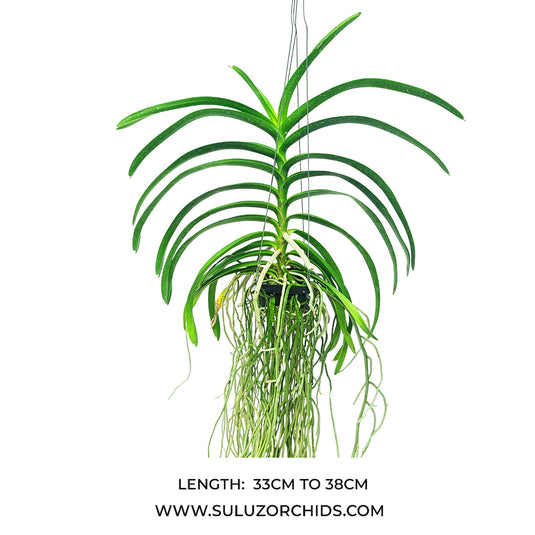 Vanda Orchid Limbata Mature - Ready To Flower