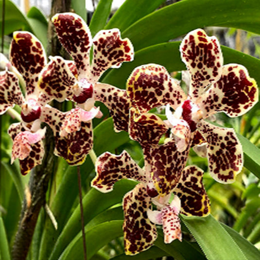 Vanda Orchid Lombokensis Mature - Ready To Flower