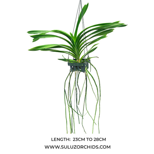 Vanda Orchid Lombokensis Mature - Ready To Flower