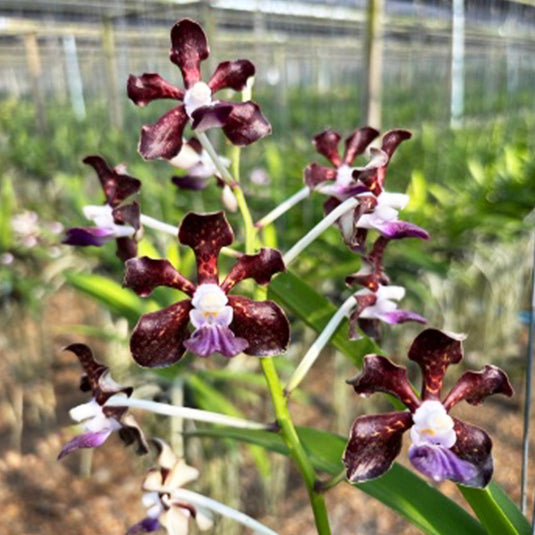 Vanda Orchid  Mimi Palmar Hybrid Mature - Ready To Flower