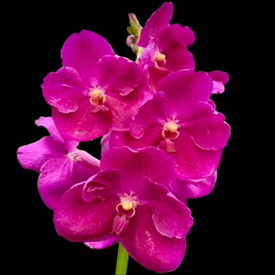 Vanda Orchid Mimi Palmar x Dr. Anek #526 Mature