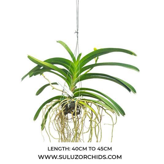 Vanda Orchid Nopporn Orange # 623 Mature - Ready To Flower