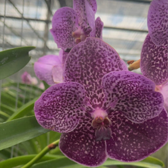 Vanda Orchid Oranooch Mature - Ready To Flower
