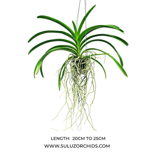 Vanda Orchid Oranooch Mature - Ready To Flower
