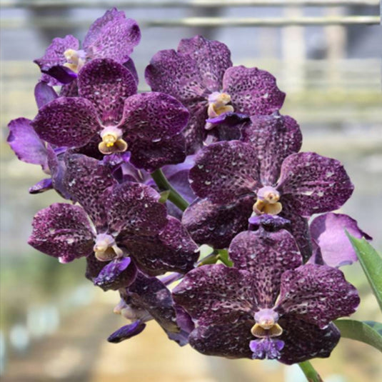 Vanda Orchid Pad Corneels Ciliers Mature - Ready To Flower