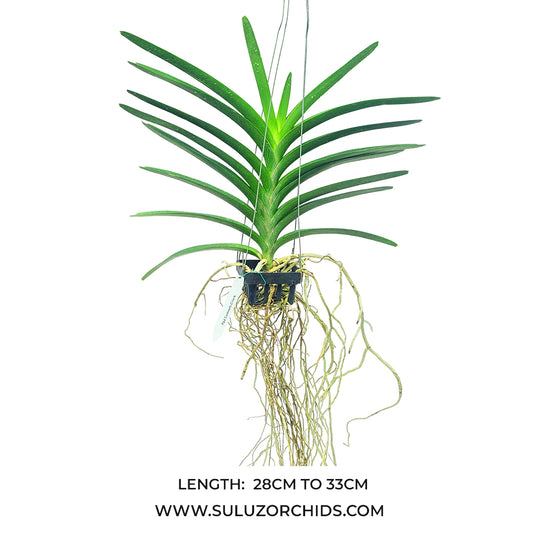 Vanda Orchid Pad Corneels Ciliers Mature - Ready To Flower