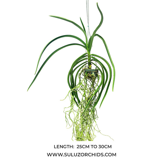 Vanda Orchid Paraphalaenopsis Labukensis x Vanda Memoria Thianchai Mature - Ready To Flower