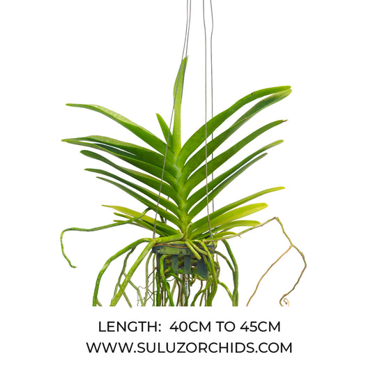 Vanda Orchid Perreiraara Bangkok Star - Ready To Flower