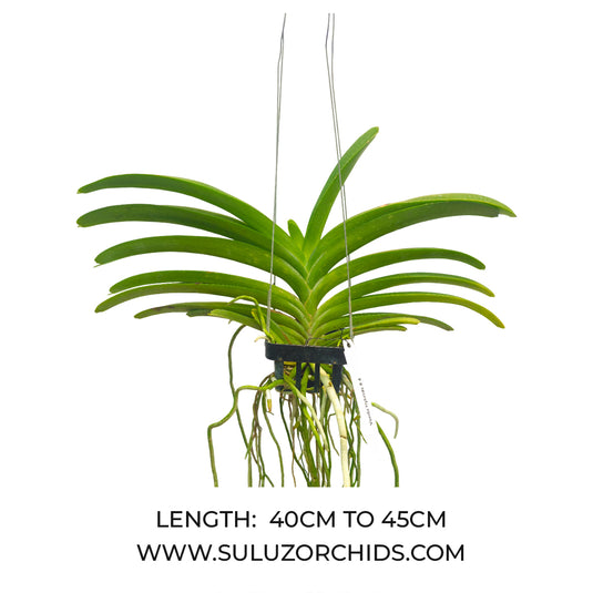 Vanda Orchid Perreiraara Rapeepath 'Pink Mature - Ready To Flower
