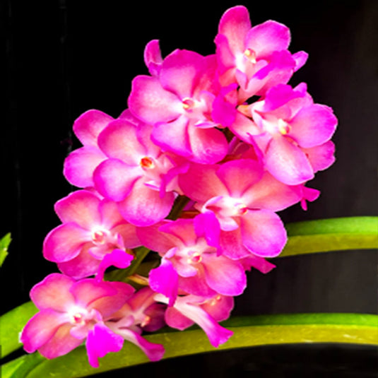 Vanda Orchid Perreiraara Rapeepath 'Pink Mature - Ready To Flower