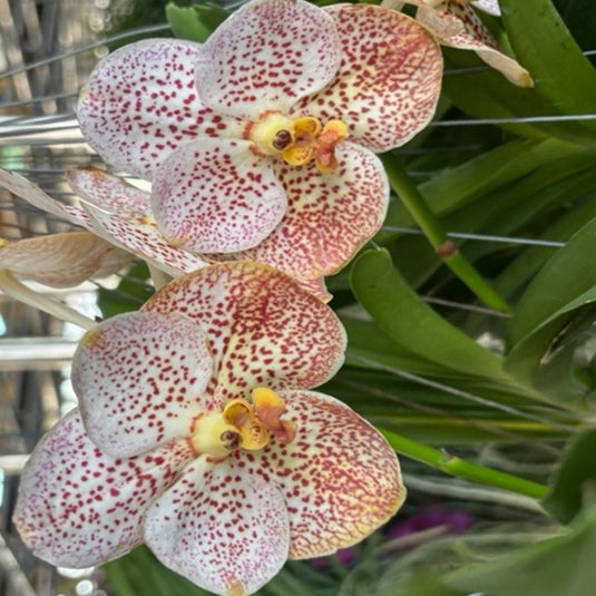 Vanda Orchid Perry Como #2( V.Kulwadee Fragrance x V. Thai Spot )  Mature - Ready To Flower