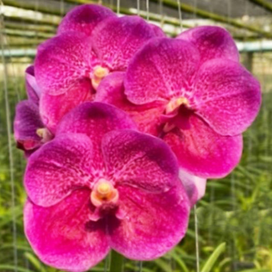 Vanda Orchid (Pornpimol x Dr.Anek) # 517 Mature - Ready To Flower
