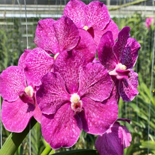 Vanda Orchid (Pornpimol x Dr.Anek) #548 Mature - Ready To Flower