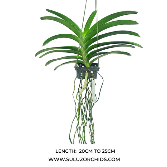 Vanda Orchid (Prapathom Gold x Thailand ) Mature - Ready To Flower