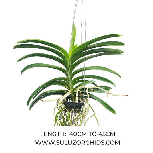 Vanda Orchid Pure's Wax Blue #99- Ready To Flower