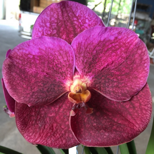 Vanda Orchid Red Maroon # 1193 Mature - Ready To Flower