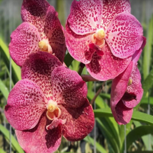 Vanda Orchid (Renu Gold x Fantastic Fanfare) #442 Mature - Ready To Flower