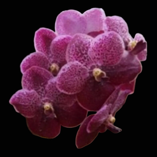 Vanda Orchid Robert's Delight Red Berry Mature - Ready To Flower