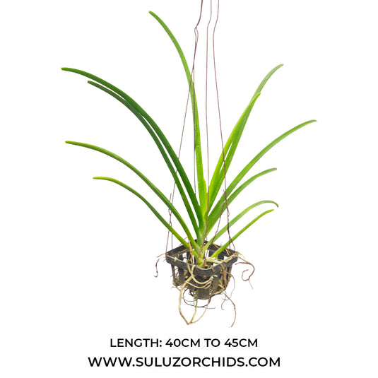 Vanda Orchid V.Roll on Red x Kagawara Christie Low Mature