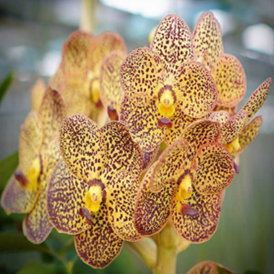 Vanda Orchid Syi Zack Sunshine #14 Mature - Ready To Flower