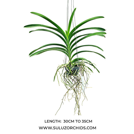 Vanda Orchid Syi Zack Sunshine #14 Mature - Ready To Flower
