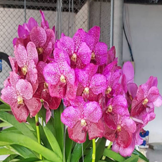 Vanda Orchid (Taweesuksa x Dr.Anek) Mature - Ready To Flower