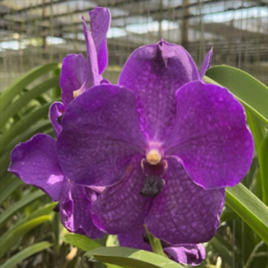 Vanda Orchid (Tri Star Blue x Manuvadee) Mature - Ready To Flower