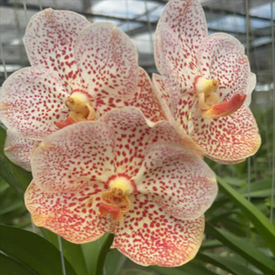 Vanda Orchid (Tubtim x Kulvadee) Mature - Ready To Flower