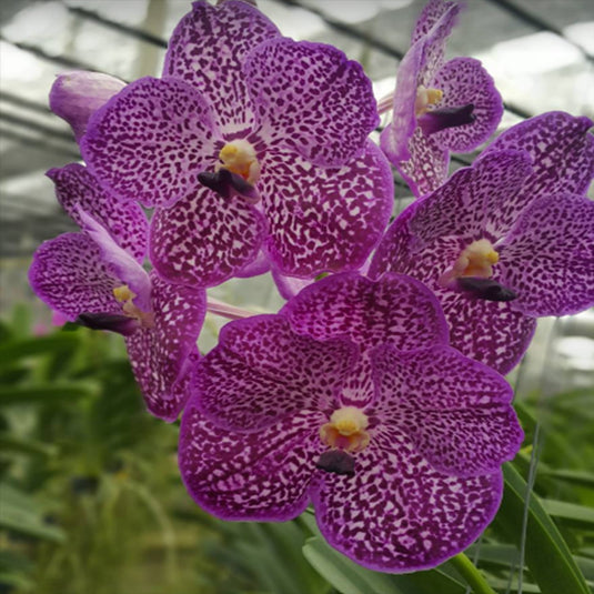 Vanda Orchid Tumg Tung Diamond Mature - Ready To Flower