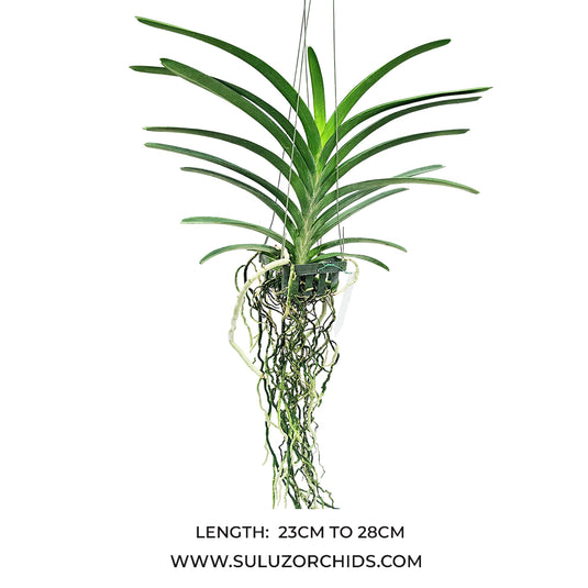 Vanda Orchid Tumg Tung Diamond Mature - Ready To Flower