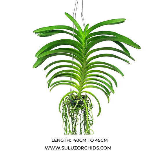 Vanda Orchid Uraiwan Belle mature plant with long strap-like green leaves